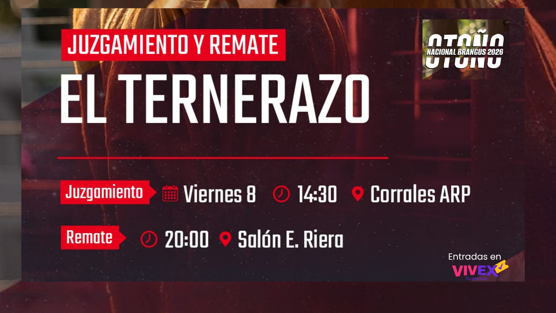 Brangus Py El Ternerazo Juzgamiento y remate 