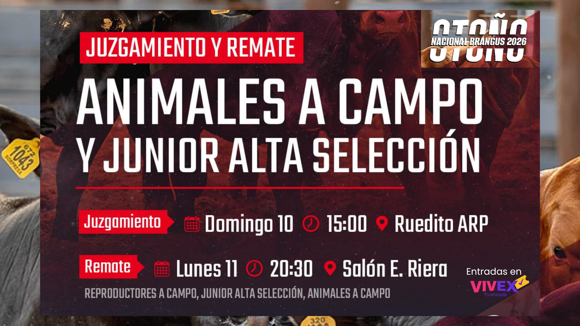 Brangus Py Juzgamiento y remate animales a campo y junior alta selección